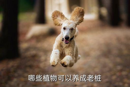 老桩，哪些植物可以养成老桩