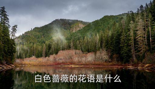 白蔷薇花语，白蔷薇的花语是