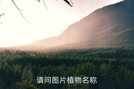 栀子花树图片，请问图片植物名称