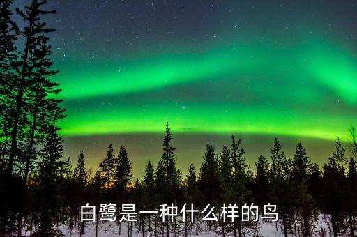 白鹭鸟，白鹭是一种什么样的鸟