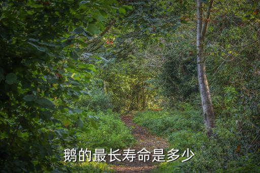 鹅的寿命最长多少年，鹅的最长寿命是多少