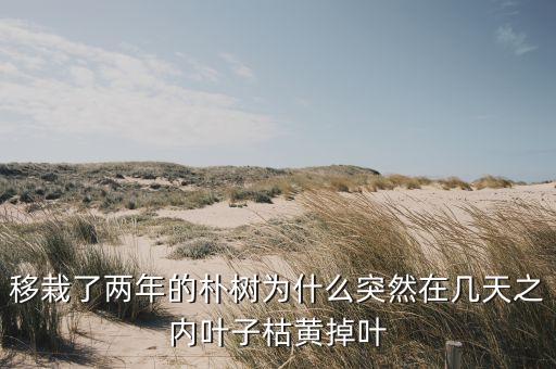 朴树什么病，朴树身体抱恙取消不插电个唱是真的吗