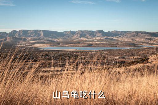 山乌龟，山乌龟怎样饲养
