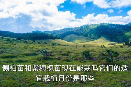 紫穗槐苗，侧柏苗和紫穗槐苗现在能栽吗它们的适宜栽植月份是那些