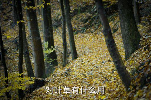 对叶草有什么用