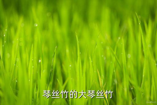 小琴丝竹，这个竹子是什么竹子