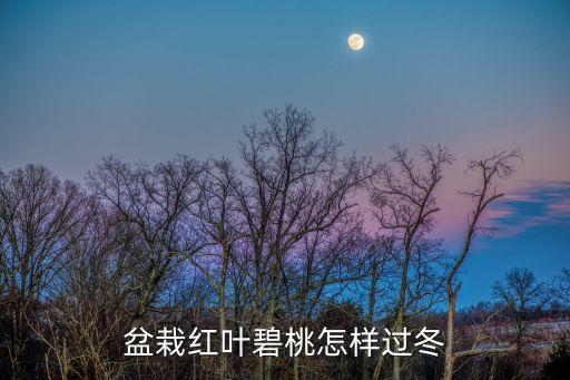 红碧桃，红叶碧桃的扦插与管理