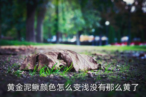 黄金泥鳅，黄金泥鳅颜色怎么变浅没有那么黄了