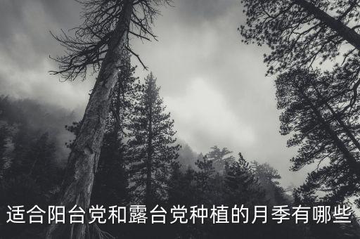 适合阳台党和露台党种植的月季有哪些