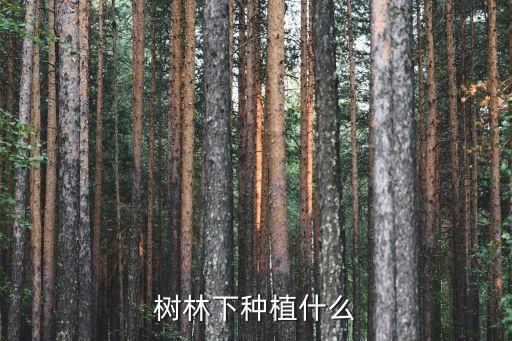 树林下种植什么