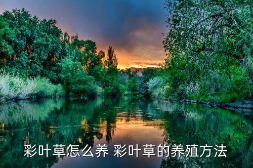 彩草，请问这是彩草吗