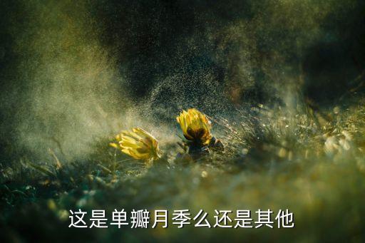 单瓣月季花，请问这是什么花它并没有掉花瓣六片大花瓣中间还有两片像小花