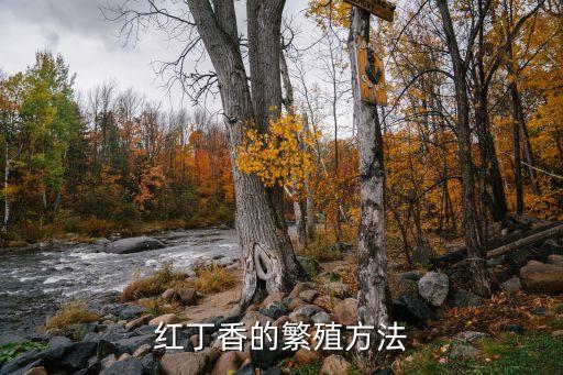 红丁香的繁殖方法