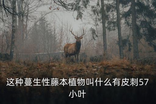 刺藤，这种带刺藤的植物学名叫什么