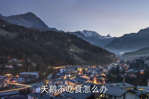 天鹅不吃食怎么办