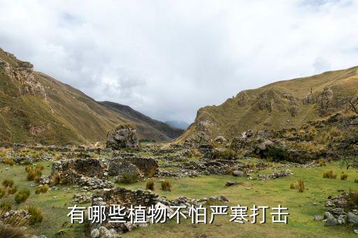 耐寒植物，有什么植物抗寒比较好的