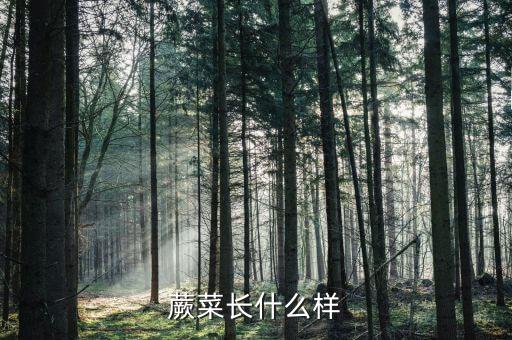 蕨菜长什么样子，蕨菜长什么样