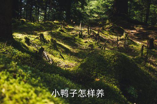 小鸭子怎样养