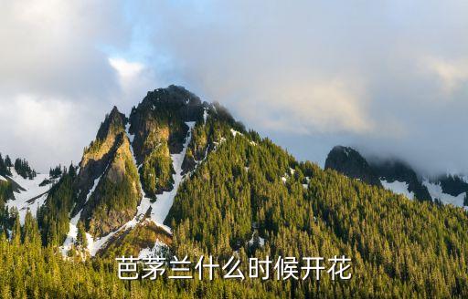芭茅兰什么时候开花