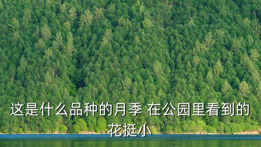 这是什么品种的月季 在公园里看到的花挺小