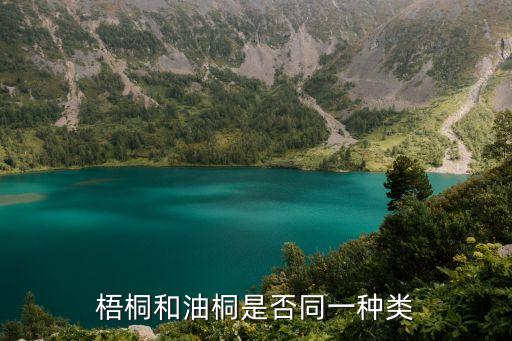 梧桐和油桐是否同一种类