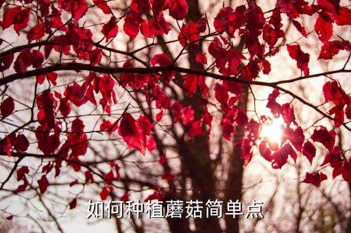 如何种植蘑菇简单点