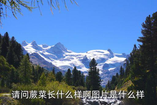 请问蕨菜长什么样啊图片是什么样