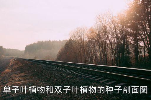 单子叶植物和双子叶植物的种子剖面图