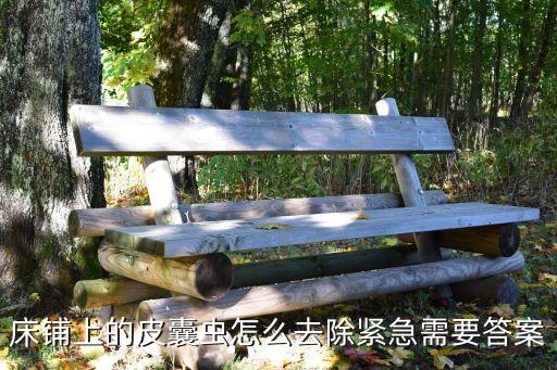 皮囊虫，床底有皮囊虫怎么办