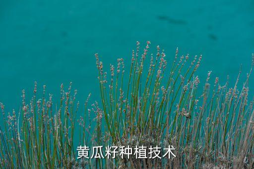 黄瓜籽种植技术