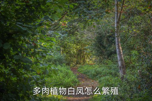 多肉白凤，多肉植物白凤是春秋型夏型还是冬型种