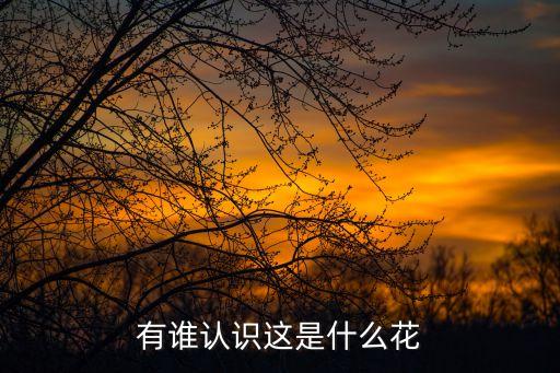 石仙桃，一片叶子下面一个疙瘩是什么草长在悬崖上