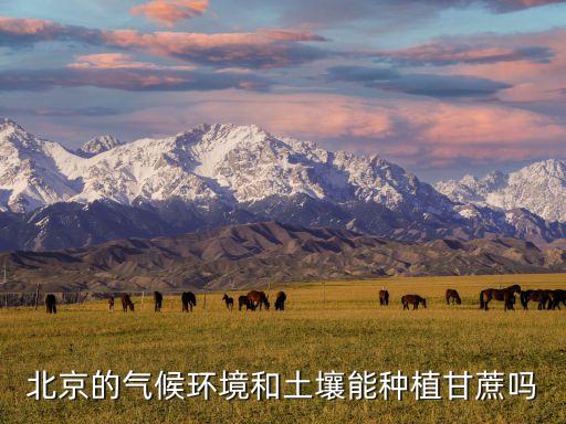 种甘蔗，我们安徽可以在种植甘蔗吗