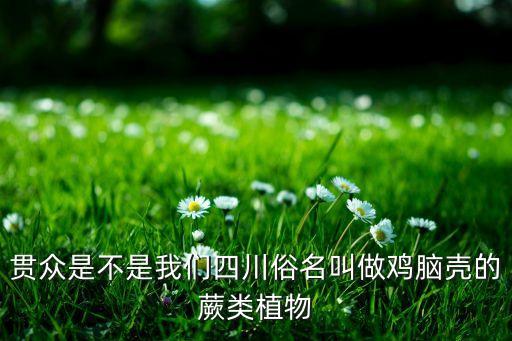 贯众是不是我们四川俗名叫做鸡脑壳的蕨类植物
