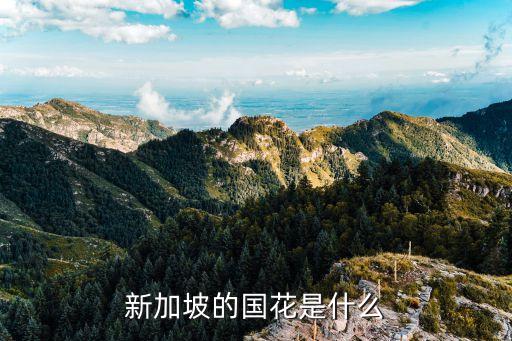 新加坡的国花是什么