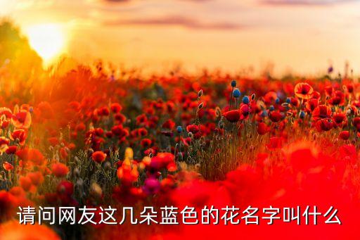蓝色小花，请问网友这几朵蓝色的花名字叫什么