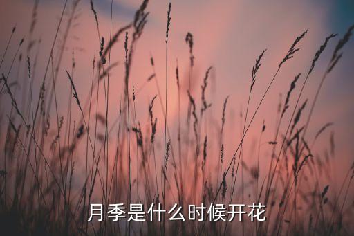 月季是什么时候开花