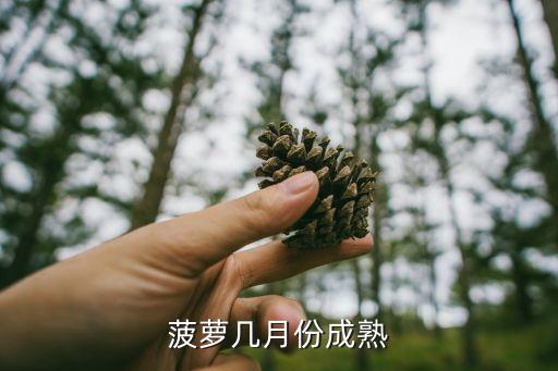 菠萝几月份成熟