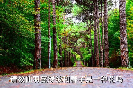 请教仙羽蔓绿绒和春芋是一种花吗