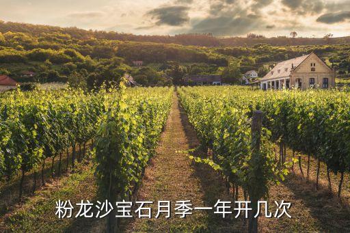 粉色龙沙宝石，粉龙沙宝石月季一年开几次