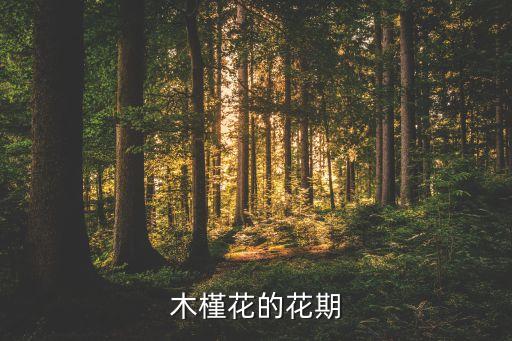 木槿花的花期