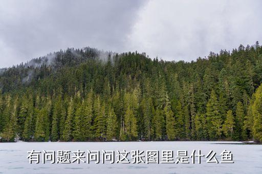 有问题来问问这张图里是什么鱼