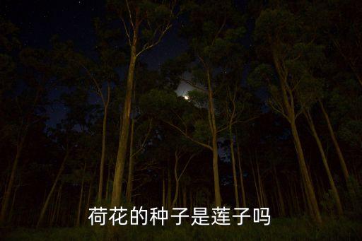 荷花的种子是莲子吗