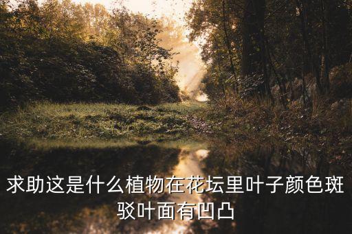 求助这是什么植物在花坛里叶子颜色斑驳叶面有凹凸