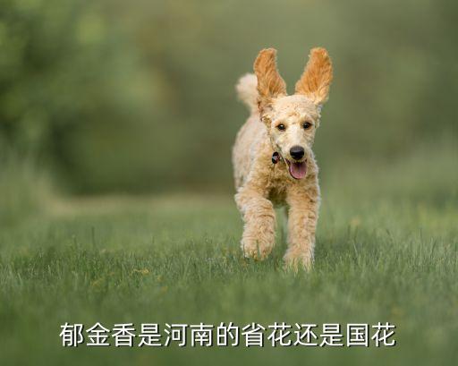 河南省花，河南的省花是什么