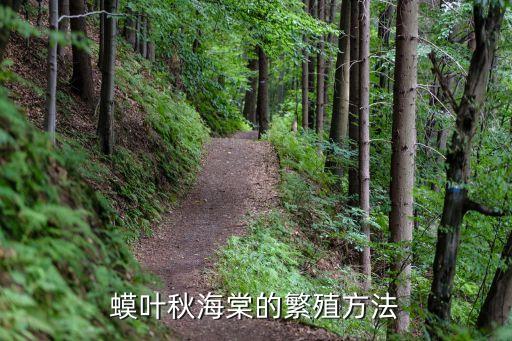 海棠花的扦插方法，四季海棠花怎么繁殖