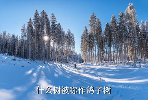 鸽子树，鸽子树是什么树