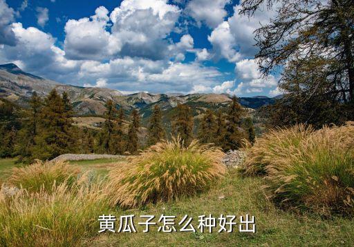 黄瓜种子育苗方法，黄瓜籽怎样育秧