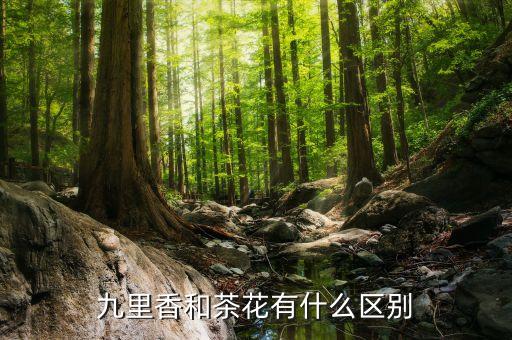 九里香，九里香和茶花有什么区别