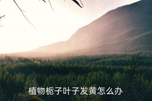 植物栀子叶子发黄怎么办